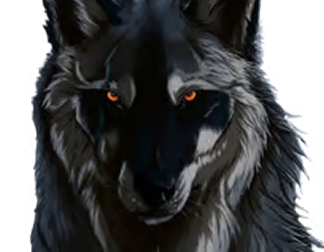 wolf